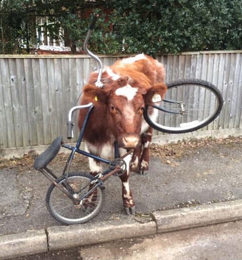 Metsio's tweet photo. Launching 9999x NotOkayCows. This is a sneak peak. #NotOkayBears #NotOkayCows #web3 #NFT https://t.co/d9bkco2Bvi