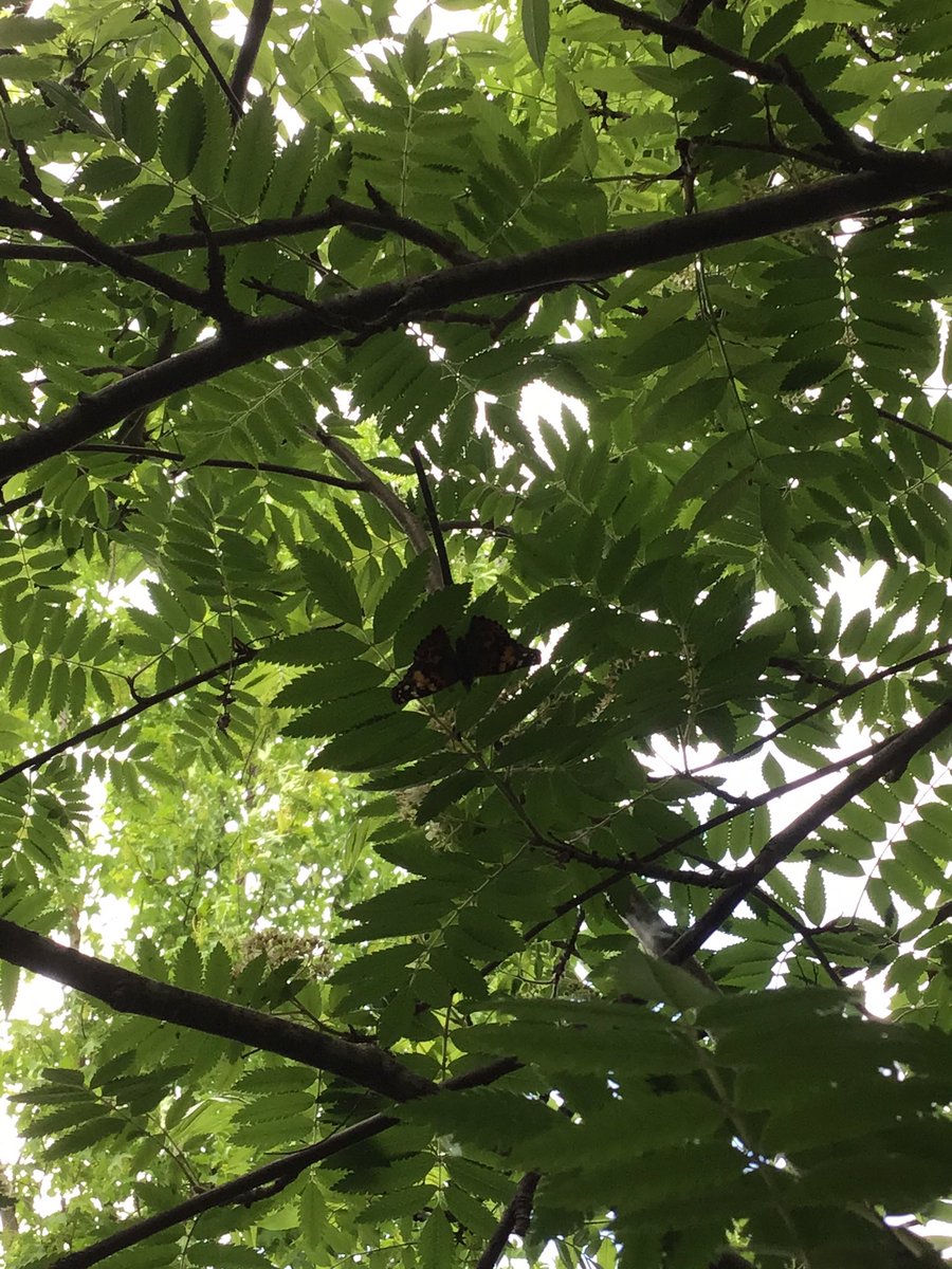 LaxtonJunior's tweet photo. Farewell our fluttering friends! #LJSReception were a little sad to say goodbye to the beautiful butterflies @insectlore that had hatched in their classrooms. They also felt very happy that they were now free to fly around in their new Woodland Garden home. #Opportunity #WeAreLJS https://t.co/n2M9tp0KE4