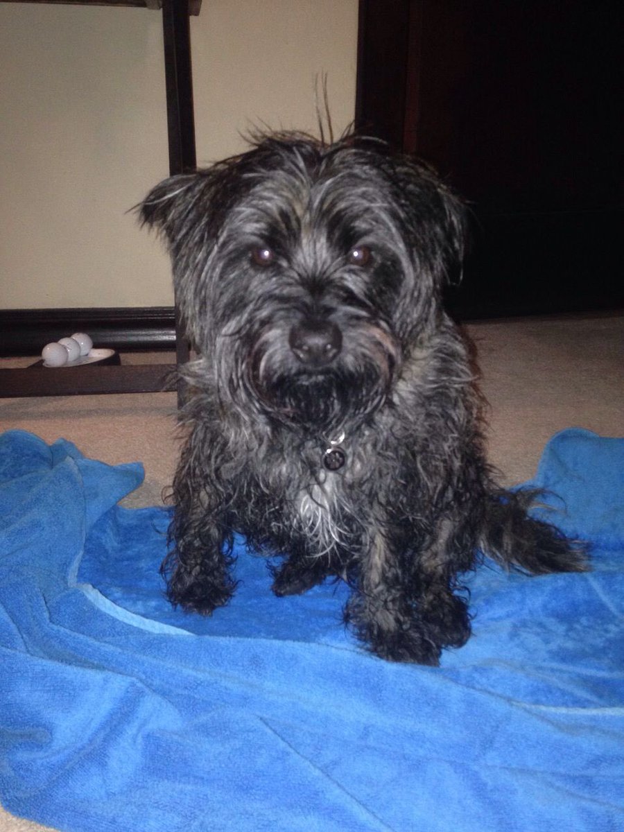 smowkn #4260 🧪☢️ (@smowkn4260) on Twitter photo Hi Pssssd fam! Want to share my new idea of “Possessed Pets”!
I made my dog ‘Mango’ who is a Cairn Terrier! #posse drop a photo of your pet and I’ll make you one! Want to make a bunch for my possessed fam 🧪🐶
<a href="/ThePossessedNFT/">pssssd</a> <a href="/whatthefurr/">Joe (c,c,c)</a> <a href="/luuminize/">iluuminate</a> <a href="/tmw_buidls/">tmw (c,c,c)</a> <a href="/ggDaydreams/">gigi | daydreams😴.eth</a> Hi Pssssd fam! Want to share my new idea of “Possessed Pets”!
I made my dog ‘Mango’ who is a Cairn Terrier! #posse drop a photo of your pet and I’ll make you one! Want to make a bunch for my possessed fam 🧪🐶
<a href="/ThePossessedNFT/">pssssd</a> <a href="/whatthefurr/">Joe (c,c,c)</a> <a href="/luuminize/">iluuminate</a> <a href="/tmw_buidls/">tmw (c,c,c)</a> <a href="/ggDaydreams/">gigi | daydreams😴.eth</a>