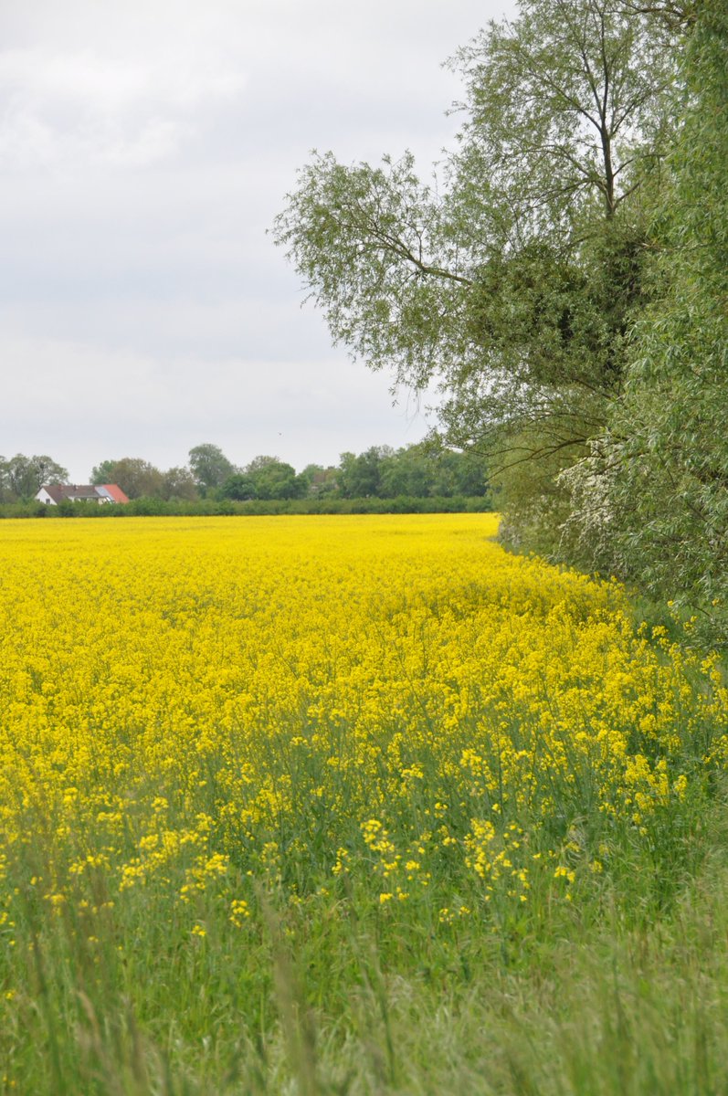 Biokraftstoff's tweet image. Die Biokraftstoffindustrie  kritisiert die heute bekannt gewordenen Pläne des Bundesumweltministeriums (BMUV) zu Biokraftstoffen aus Anbaubiomasse scharf biokraftstoffverband.de/index.php/deta… Mit diesem Vorhaben schreibt das BMUV das Verfehlen des Verkehrsziels fest