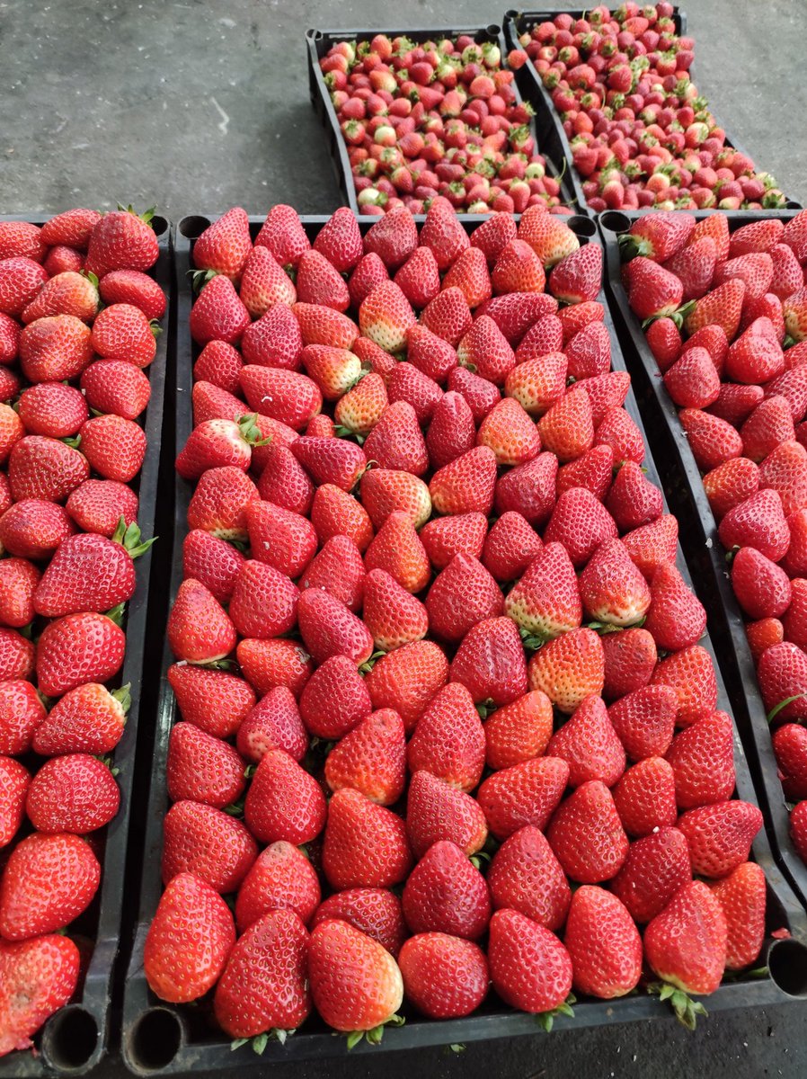 CesarMu84429701's tweet photo. La mejore ...a trabjar en invierno con esta frutillas https://t.co/Xrn1ruqMti