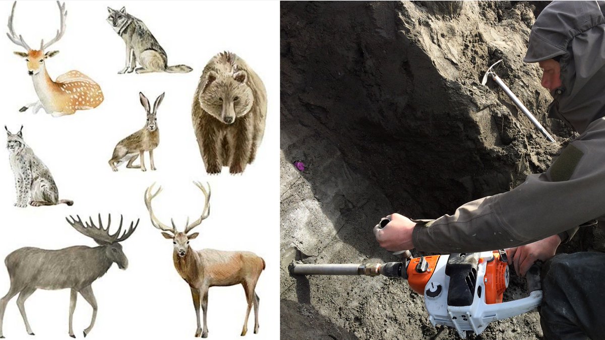 We have announced two computational biology PhD student positions that will be supervised by our new group leader <a href="/T_vd_Valk/">Tom van der Valk</a>, aimed at biodiversity monitoring using genome-wide ancient and modern DNA

🧬👩‍💻🌎🦌🐺🌏🌲

Come join us in Stockholm!

Ad here:
nrm.se/en/ommuseet/jo…