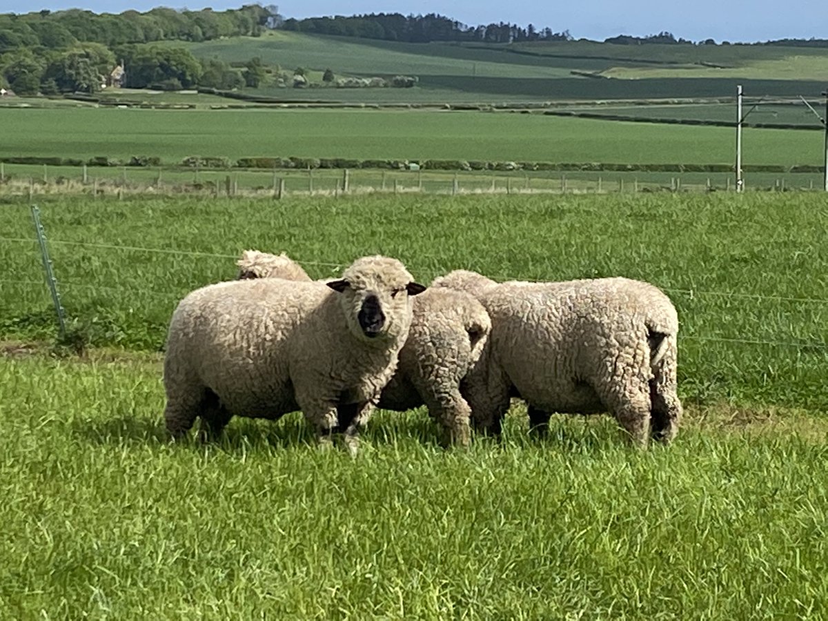 eastfortunefarm's tweet photo. Some of our East Fortune shearling tups for sale for this year.
#hampshiredown #terminalsire #eastfortunefarm #commericalrams https://t.co/6TyYgwATsW