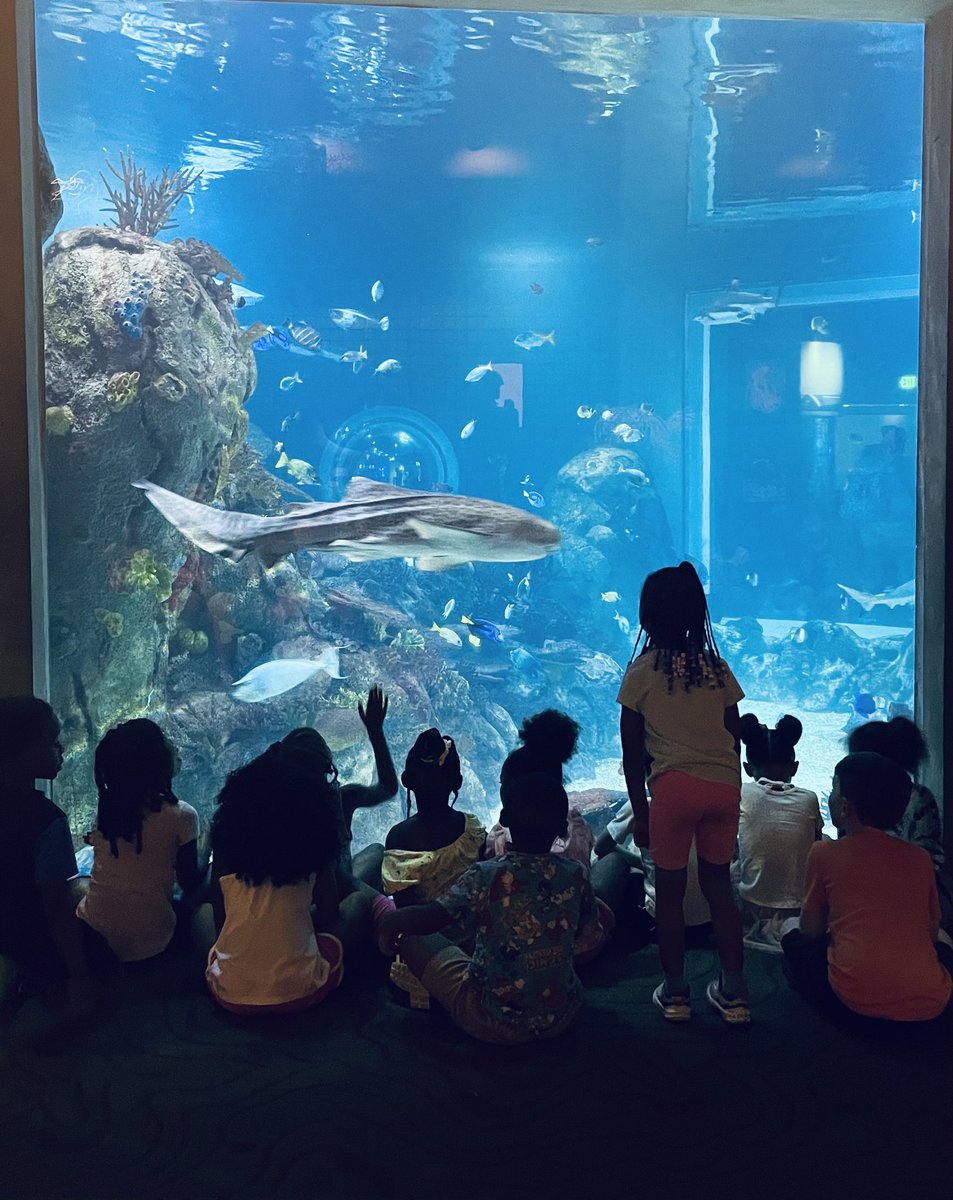 hsaspringfield's tweet image. It wasn't just an-otter day for Kindergarten. They recently had a turtley emu-zing time @ToledoZoo.  Yes, these puns are on porpoise.   #WeAreConcept @ConceptSchools @HSASPrincipal