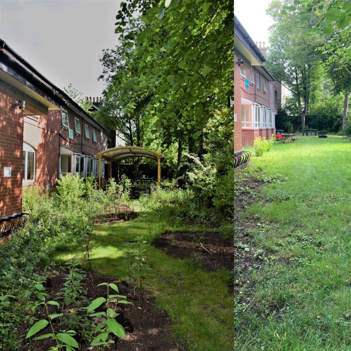 WOW! look at the transformation at Camden School for Girls <a href="/CSG1871/">Camden School for Girls</a> 

A new micro forest with loads of carbon busting native trees in #Camden 

#CamdenBeeLine #CamdenForest