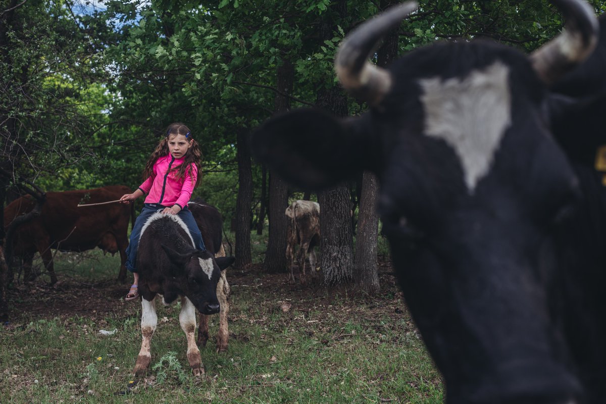 Ayer os hablaba de 2 niños que cuidan vacas a unos 12km del frente en Bajmut (#Ucrania). Hoy me he parado a conocerles. Son Alek (12 años) y Verónica (8 años). Afirman tener miedo cuando las explosiones suenan cerca. De mayores quieren seguir siendo pastores, cuidando sus vacas.