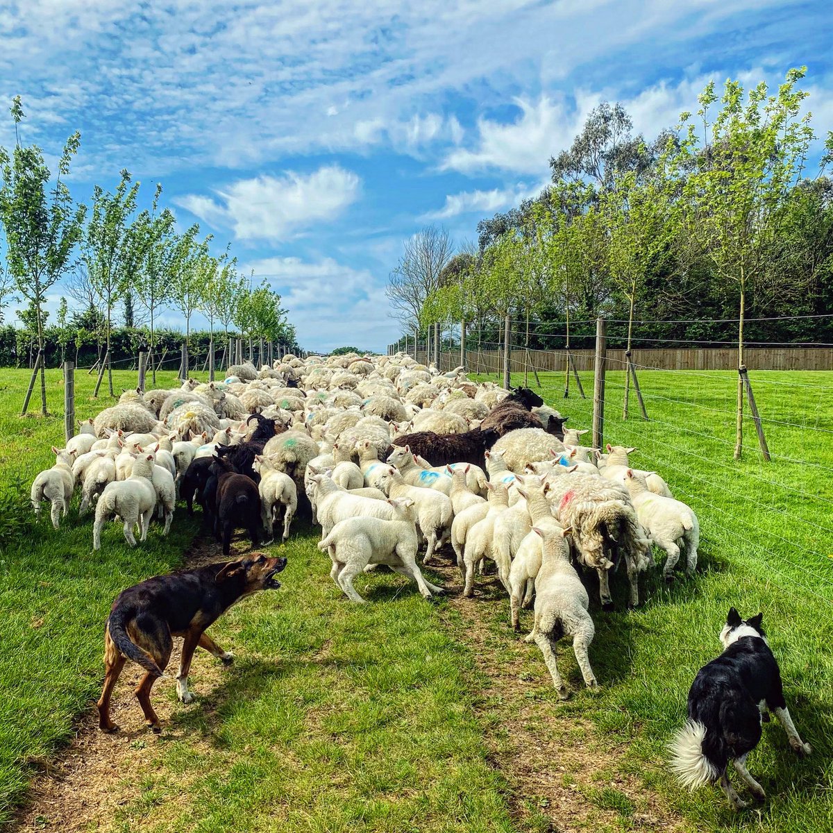 Speak up! #huntaway #sheepdog #bordercollie #workingdog #stockdog