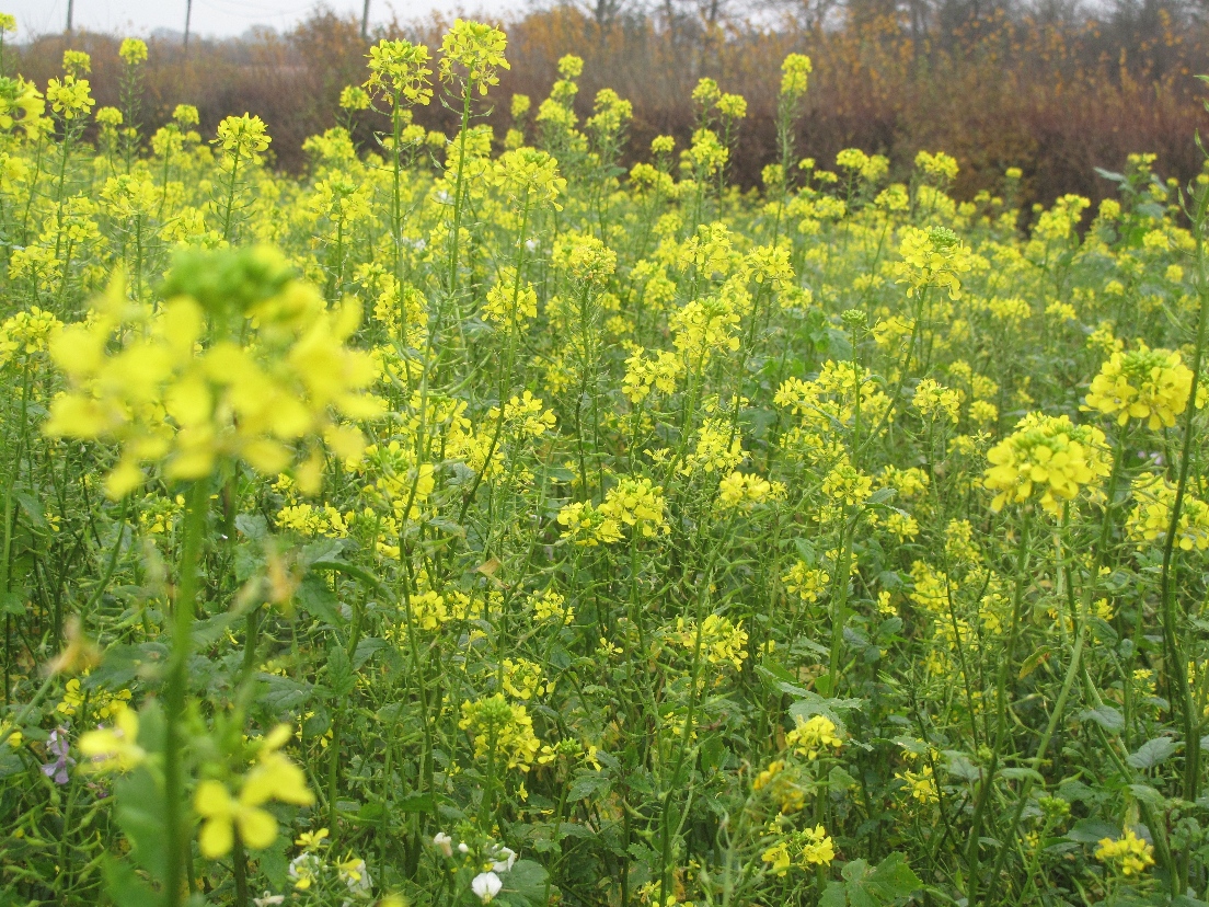CollinsNets's tweet photo. Time to sow cover crops?
Take a look at our latest blog and find out what seeds we have in stock ready to send!
https://t.co/by5bSuTdvf
#collinsnets #gamestay #covercrops #gamecover #maize #sunflowers #mustard https://t.co/UzinCx26DS
