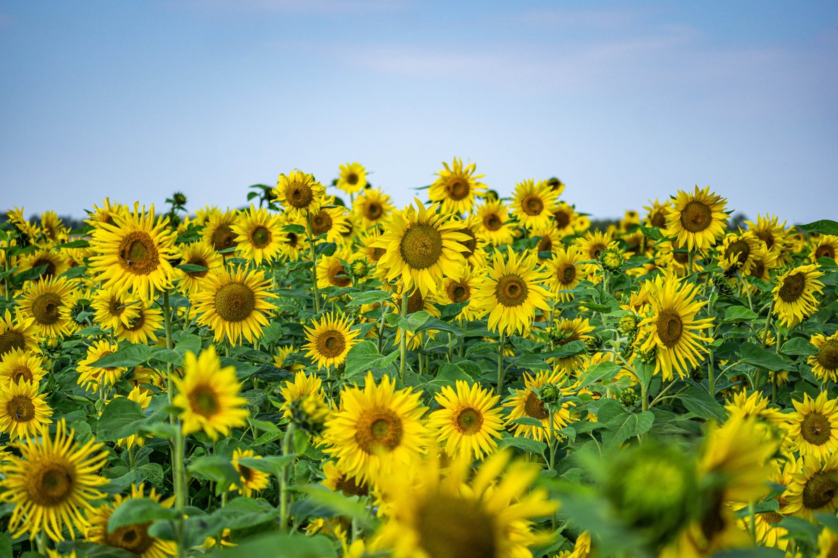 CollinsNets's tweet photo. Time to sow cover crops?
Take a look at our latest blog and find out what seeds we have in stock ready to send!
https://t.co/by5bSuTdvf
#collinsnets #gamestay #covercrops #gamecover #maize #sunflowers #mustard https://t.co/UzinCx26DS