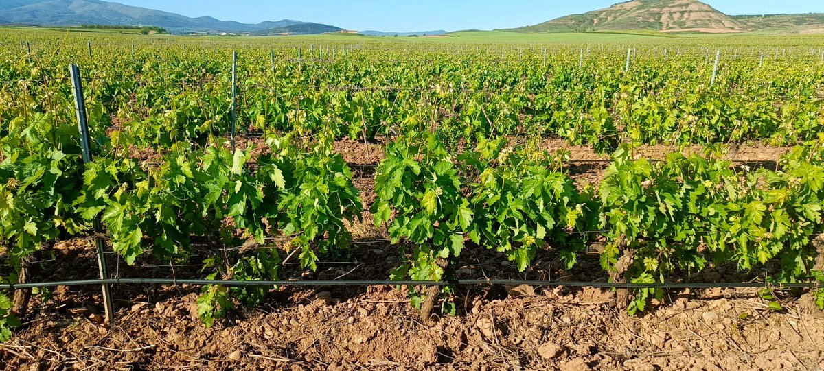 ViticulturaViva's tweet photo. Qué locura 🤯
Antes del 9 de mayo no estaba para espergurar (despampanar), y 10 días después ya se está ‘pasando el tempero’… madre mía, si te quedas quieto y ves crecer las parras 😳
Y sigue así 🥵 🔥hasta el domingo… muy complicado por personal y tiempo 🫤
Anno difficile!!! https://t.co/1iiRDQQtAy