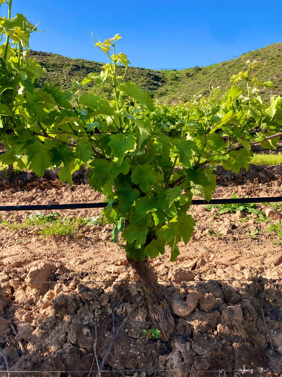 ViticulturaViva's tweet photo. Qué locura 🤯
Antes del 9 de mayo no estaba para espergurar (despampanar), y 10 días después ya se está ‘pasando el tempero’… madre mía, si te quedas quieto y ves crecer las parras 😳
Y sigue así 🥵 🔥hasta el domingo… muy complicado por personal y tiempo 🫤
Anno difficile!!! https://t.co/1iiRDQQtAy