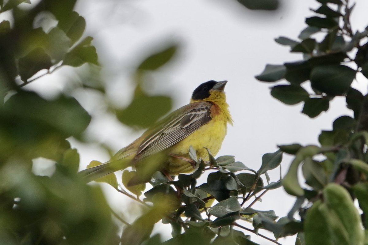 john_adshead's tweet photo. Further photos from #Turkey Rock Nuthatch defending cliff top nest from Ottoman Viper, Laughing Dove, Black Headed Bunting and Olivaceous Warbler. #birdphotography #birdsofturkey #BirdsPhotography #birdwatching #birds #TwitterNatureCommunity https://t.co/yzcYJq7Jqr