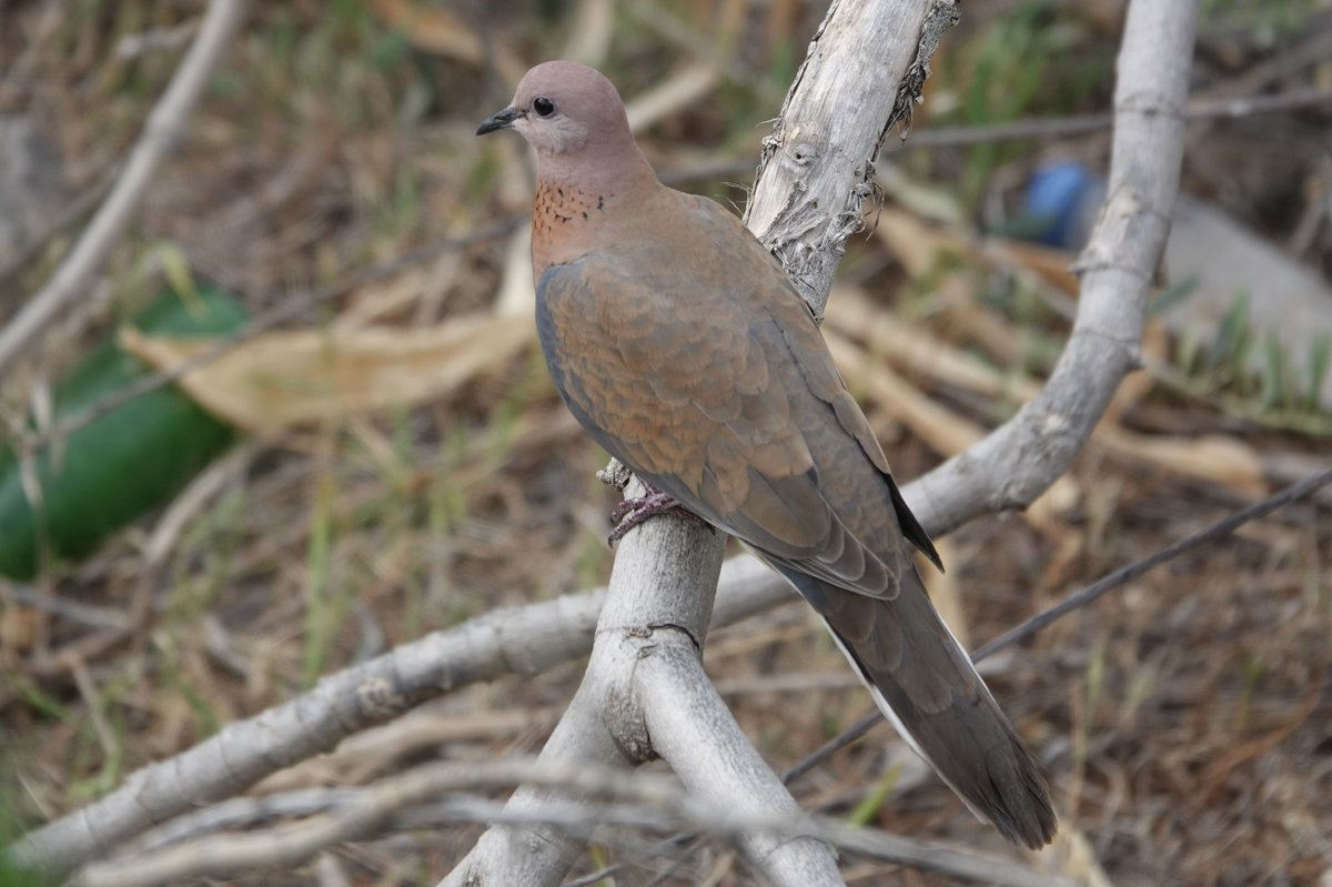 john_adshead's tweet photo. Further photos from #Turkey Rock Nuthatch defending cliff top nest from Ottoman Viper, Laughing Dove, Black Headed Bunting and Olivaceous Warbler. #birdphotography #birdsofturkey #BirdsPhotography #birdwatching #birds #TwitterNatureCommunity https://t.co/yzcYJq7Jqr