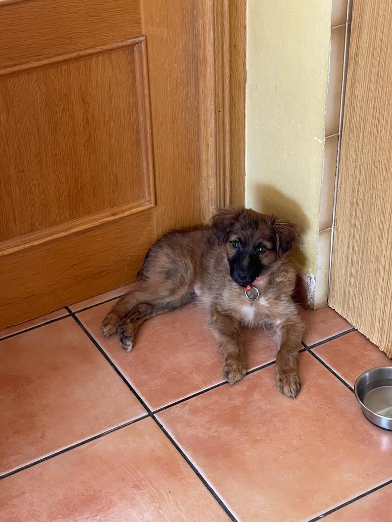 Harry tiene 3,5, es mix de podenquito como su hermana Daisy, será medianito
Al pobre le ha devuelto su adopción porque dice que muerde 😢💔
Pero qué va a hacer un cachorro pedazo de atún ‼️Busca una familia donde le quieran para siempre 
Madrid o alrededores
626574663
😢 🆘 📢