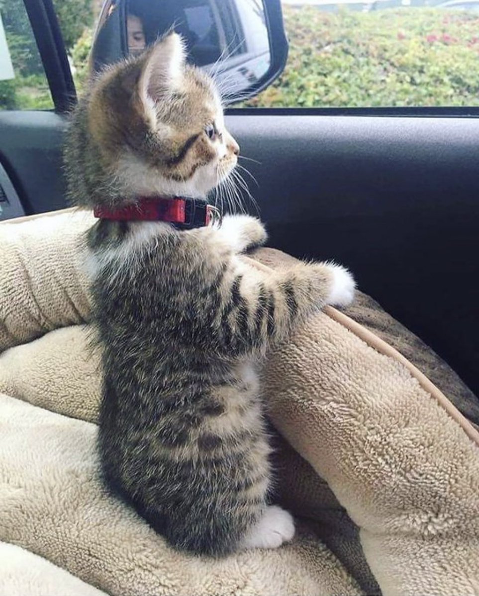 初めてのドライブに赴く子猫が可愛すぎる… 