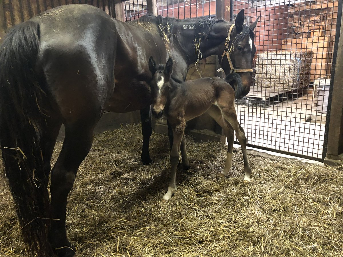 mjl_dvm's tweet photo. “Best looking foal in my professional veterinarian career. Her daddy (Dancin Yankee) marked her well.” ~Dr. Michael Latessa @ashleyraedunn @RonBurkeRacing @karrtrot 
wow. that’s a big statement from a veterinarian https://t.co/Ns866oZDWE