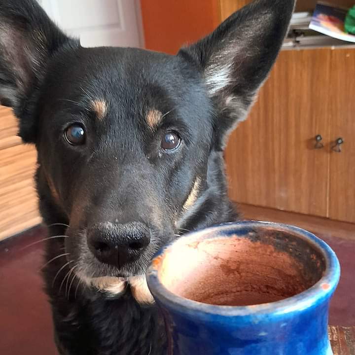RudensLapaVeeja's tweet photo. Suns Savuks: Ja man būtu siermaizīte, ... es arī Tev nedotu.
#suns
#manssuns
#izsalkums
#arsuni
#dogslife
#adogspurpose
#germanshepherdsofinstagram
#dogsofinstaworld
#hundeliebe
#chien
#sobaka https://t.co/8tYqIBM2Vt