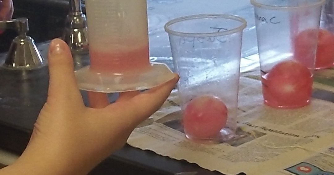 ReedsSpringHS's tweet image. Ms. Wilson's Biology class explored Diffusion and Osmosis by determining what happened to a raw egg when vinegar was added then just water and red food coloring.  #WolvesAtWork #TheoryTuesday #AcademicExcellence #HighClassScience #ONEwiththePACK