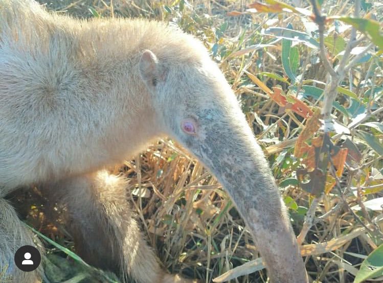 Biodiversidade Brasileira on X: Estou procurando alguns artigos sobre  animais albinos e OLHA ESSE QUE EU ENCONTREI. Um macaco-aranha (Ateles  geoffroyi) que foi registrado em Honduras! A imagem ao lado mostra o