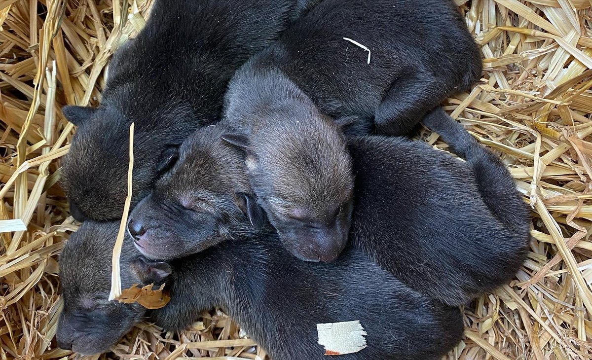 Woodlands Nature Station in LBL tweet media