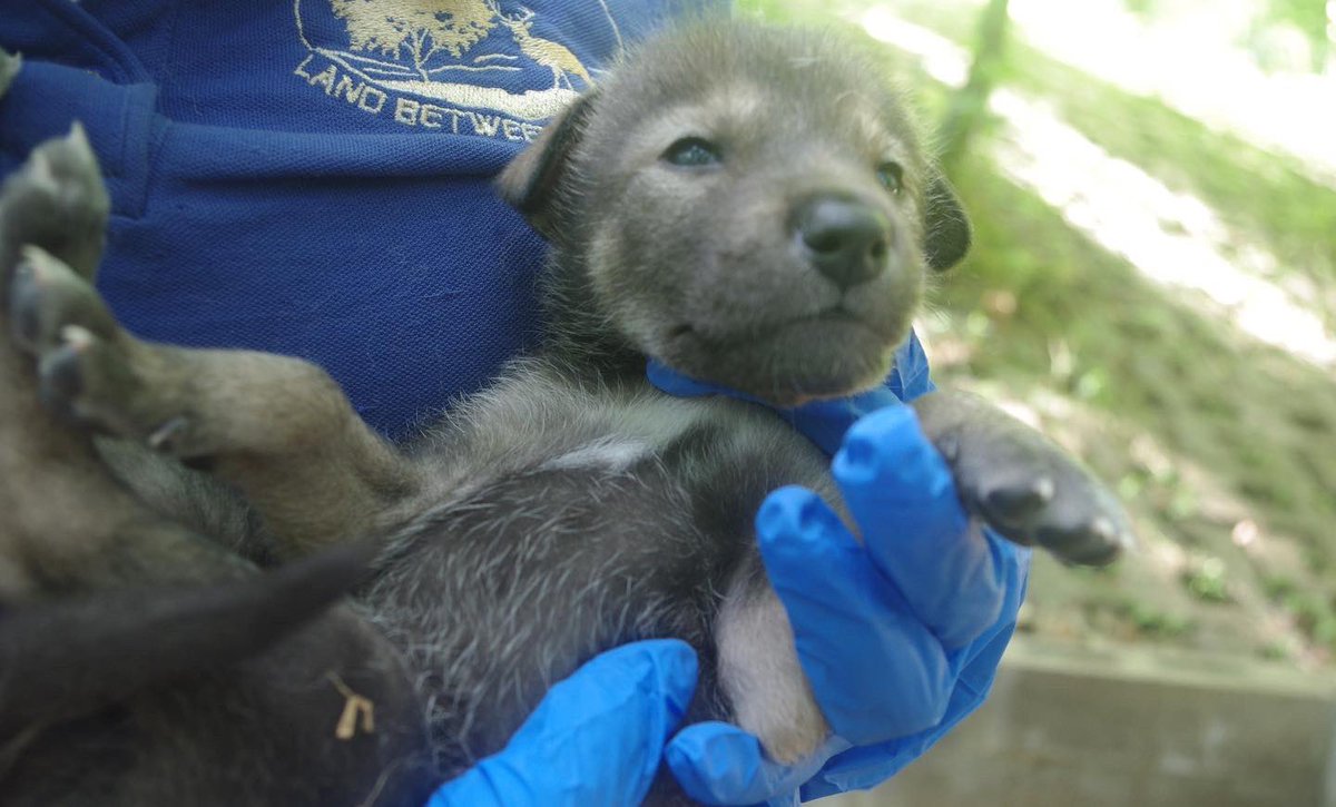 Woodlands Nature Station in LBL tweet media