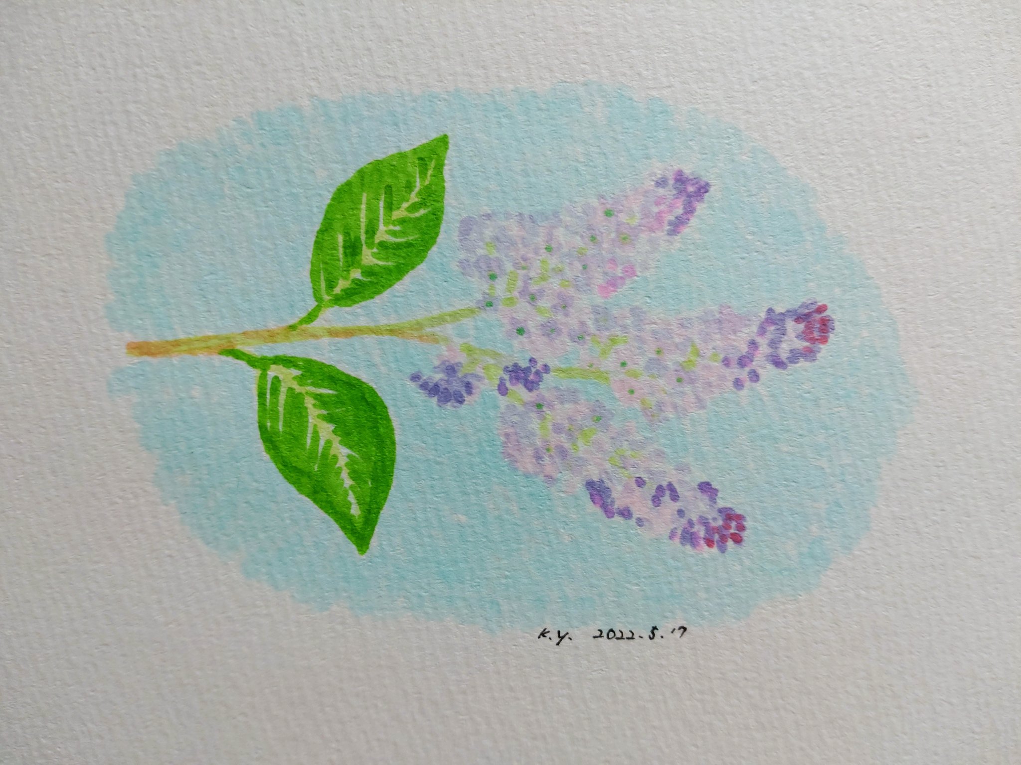 ゆりこうだい 2517 1 ライラック 一日一絵 イラスト 手描きイラスト コピック Copic ライラック リラ 植物 ハシドイ Lilac T Co Rtaeu6vi8q Twitter