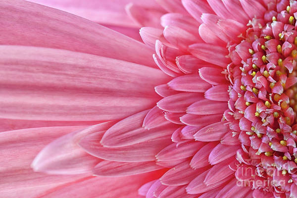 A #lovely #Flowers for your day! #BuyIntoArt #ThisSpringBuyArt #NaturePhotography #naturelovers #pinkart #beauty