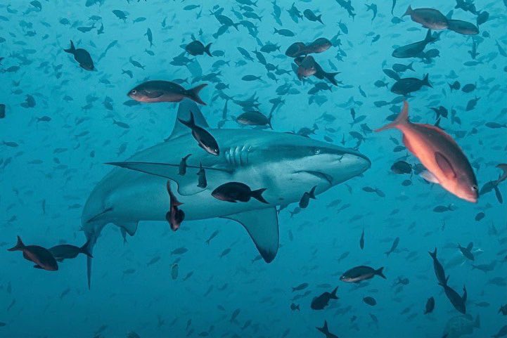 FinsandFluke's tweet photo. MissionBlue: RT @FMalpelo: 🦈💙🌎 ¡Los tiburones tienen un importante rol en los ecosistemas marinos por lo que mantenerlos a salvo es indispensable para la salud de los océanos!
📷 @sandrabessudo
#tiburones #sharks #conservación #consevation #biodive… https://t.co/loBde6Fyww