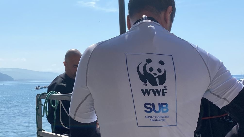 WWFitalia's tweet photo. Aree marine Protette e gestione #retifantasma. Oggi, workshop in @Amp_Portofino per progetto @ecoefishent e attività pulizia con #WWFSUB e #stylediving #mesedellanatura #biodiversità #ghostgear #naturaplasticfree #plastica #biodiversità #diving #subacquea #economiacircolare #Mare https://t.co/n5JigNyieW
