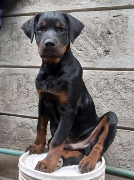 prkpets's tweet photo. 4 months old #Rottweiler puppy.
#Prkpets #SteveGuru #Petsinkenya https://t.co/CPIvTajO4S