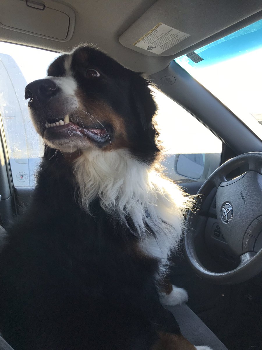 Bunsen, Beaker, Bernoulli & Brix tweet media