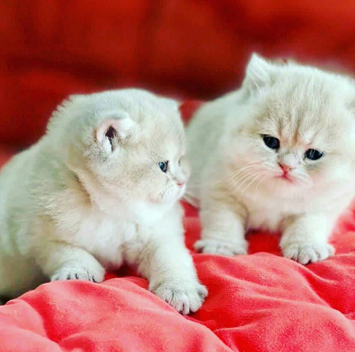 CuteKittyWorld's tweet photo. Gorgeous kitty duo!!! 😻❤😻

#CatsOfTwitter #kitten https://t.co/sbCg0M2p7d