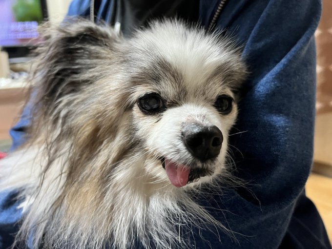 お犬のtwitterイラスト検索結果 古い順