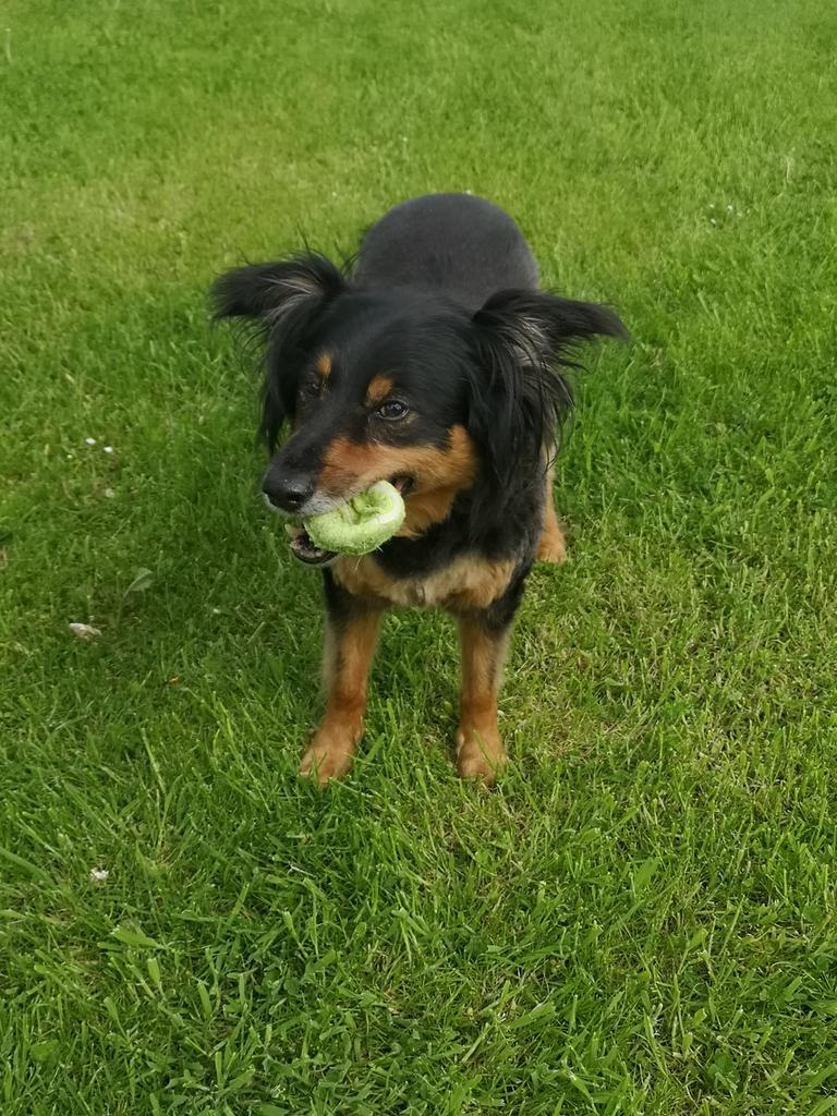 LeeMB's tweet photo. Getting on a bit but not in bad shape for almost 12 #dogsoftwitter https://t.co/3OagWvHxzW