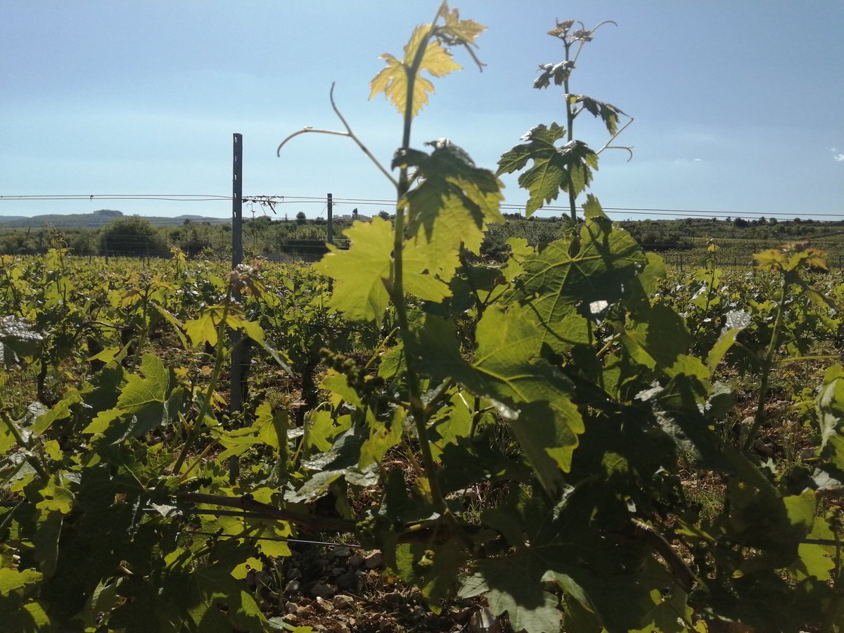 Domaine de Bargylus tweet media