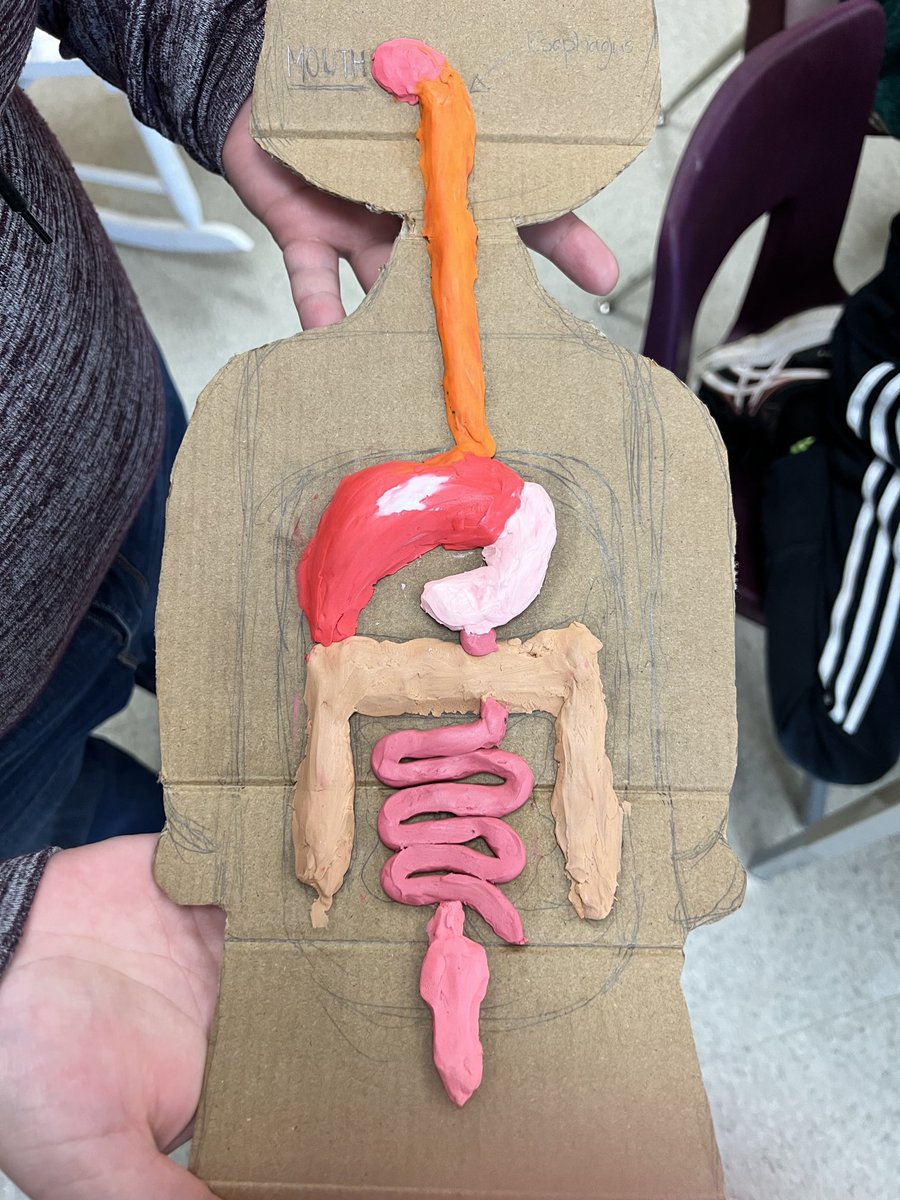 VColabawalla's tweet photo. 3D ideas of the Huma body - hands on learning in Grade 5 ⁦@BayviewHillES⁩  ⁦@theroar_bhes⁩ https://t.co/tD837i8r7C