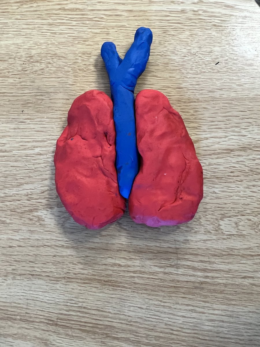 VColabawalla's tweet photo. 3D ideas of the Huma body - hands on learning in Grade 5 ⁦@BayviewHillES⁩  ⁦@theroar_bhes⁩ https://t.co/tD837i8r7C