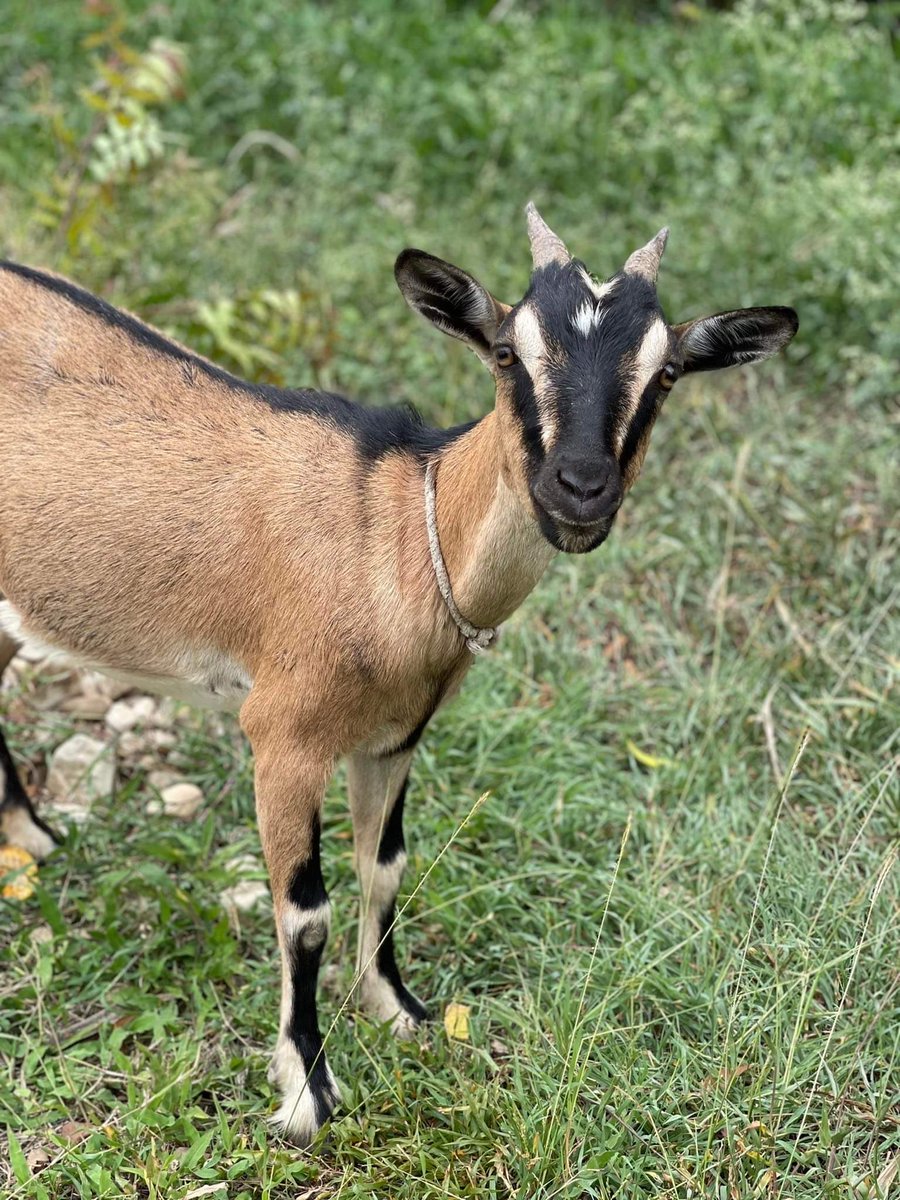 Welcome Ewo (Haitian Kreyol word for HERO)!  Our latest addition to the LADSE Family and to a deserving Haitian family who will put her milk and future babies toward supporting themselves.  Way to go, Ms. Focht’s class for your hard work raising money for this awesome cause!