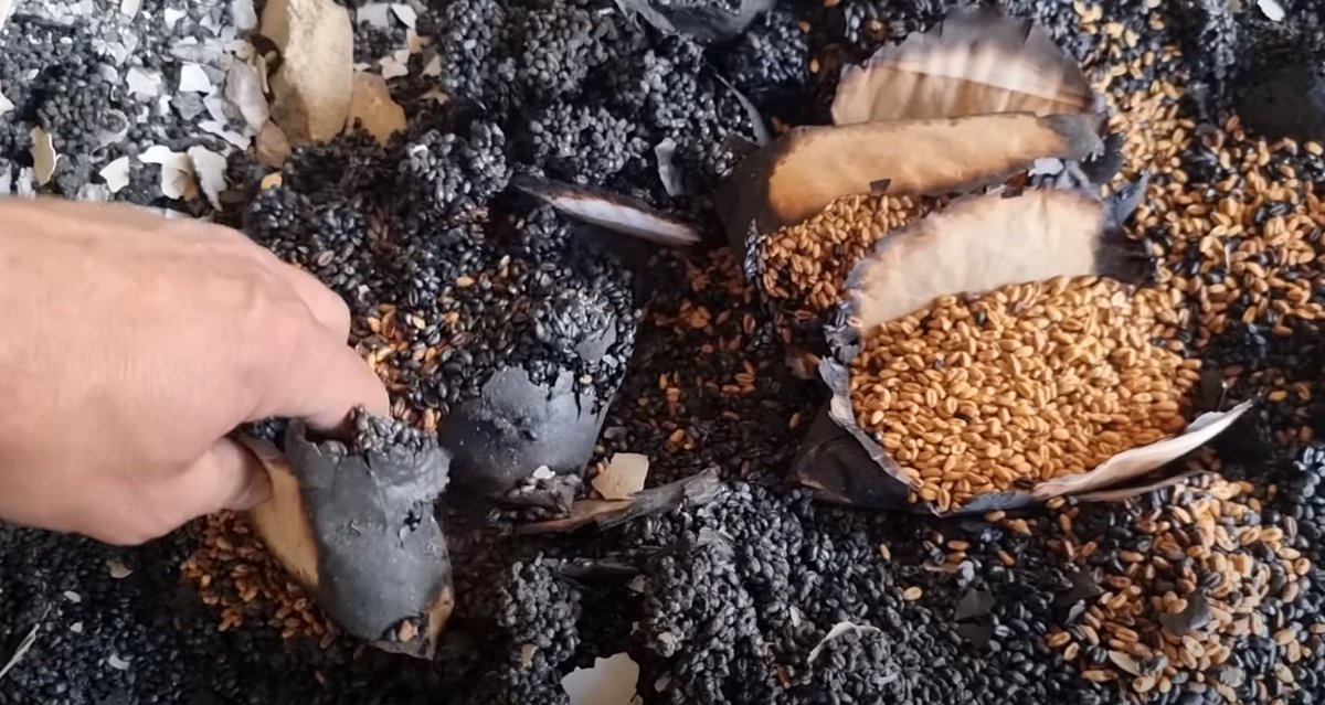 In Kharkiv, Russian troops completely destroyed Ukraine's only Center for Plant Genetic Resources. This was one of the largest world collections

They turned 10 K of samples to ashes, incl varieties that are hundreds y.o. and cannot be restored,–researcher
youtu.be/MwVykMZQ7n4