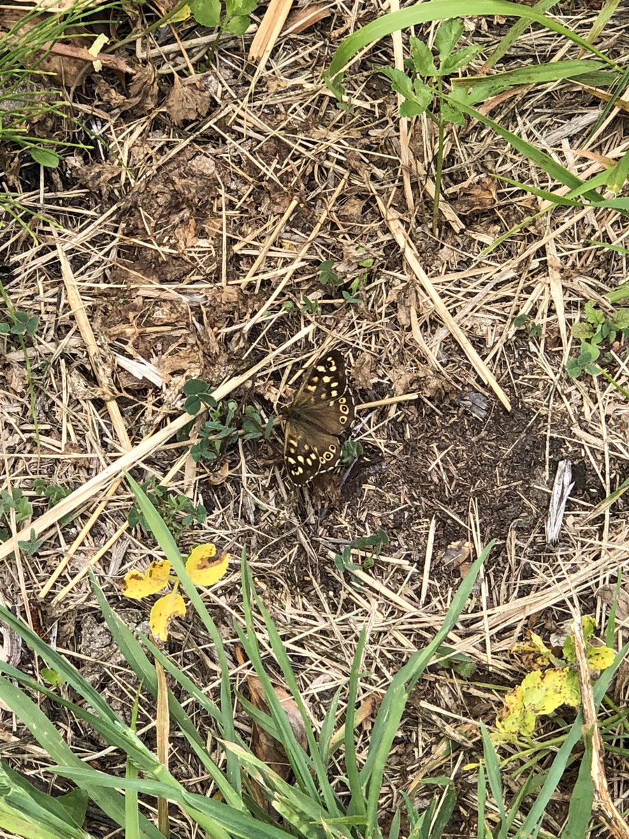 happyhillers's tweet photo. I saw lots of #SpeckledWood #Butterflies today and what might be an #AdonisBlue or more likely a #HollyBlue #Butterfly at #BincleavesPark @savebutterflies @DorsetWildlife #Weymouth 👍🏼😊 https://t.co/2x83fC8zJ3