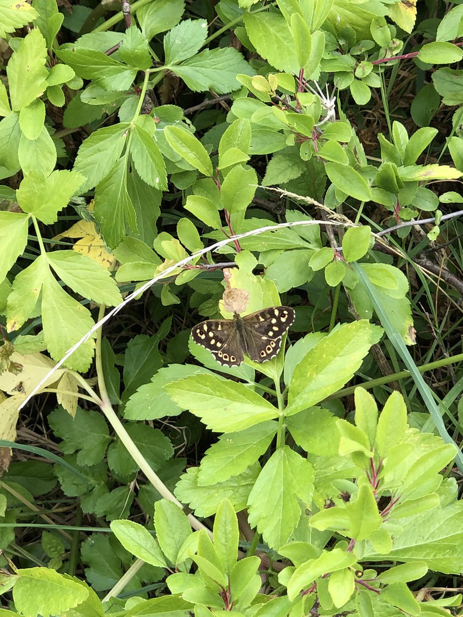 happyhillers's tweet photo. I saw lots of #SpeckledWood #Butterflies today and what might be an #AdonisBlue or more likely a #HollyBlue #Butterfly at #BincleavesPark @savebutterflies @DorsetWildlife #Weymouth 👍🏼😊 https://t.co/2x83fC8zJ3