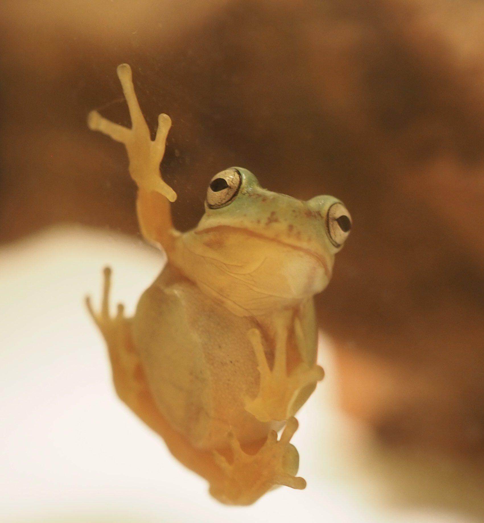 ぷかちん カエルちゃん ただガラスに張り付いてるだけなのに面白いなんてねw イエアメガエル カエル りょう T Co Cdudykcqzx Twitter