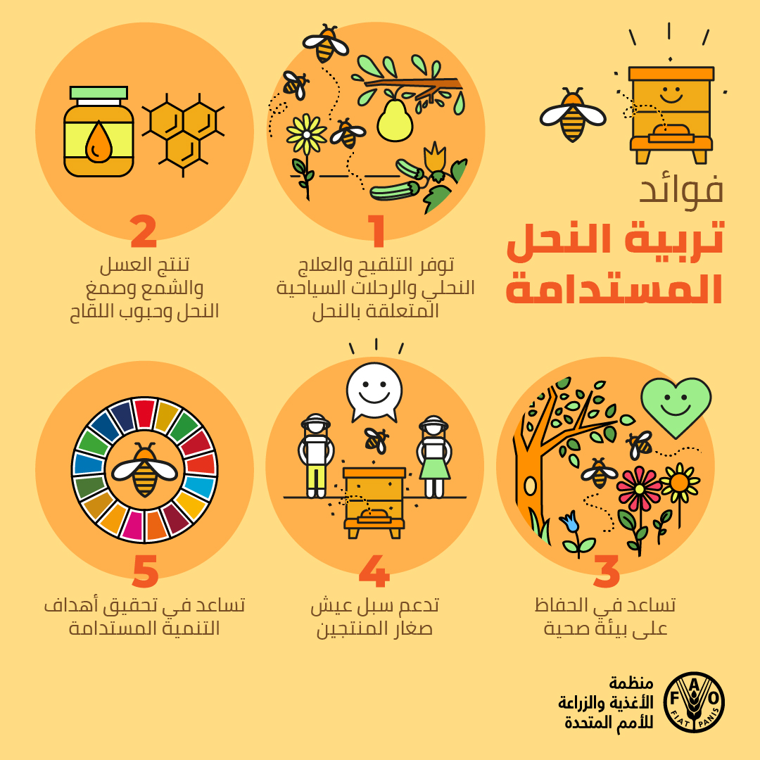 5 أسباب لماذا يجب أن تكون تربية النحل مستدامة 👇

 🐝 #الحفاظ_على_النحل