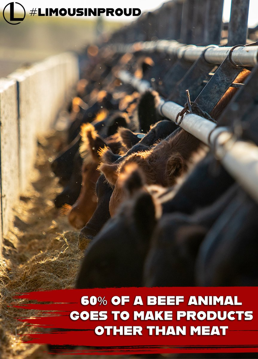 Beef, it's more than just what's for dinner! #NationalBeefMonth #limousinproud