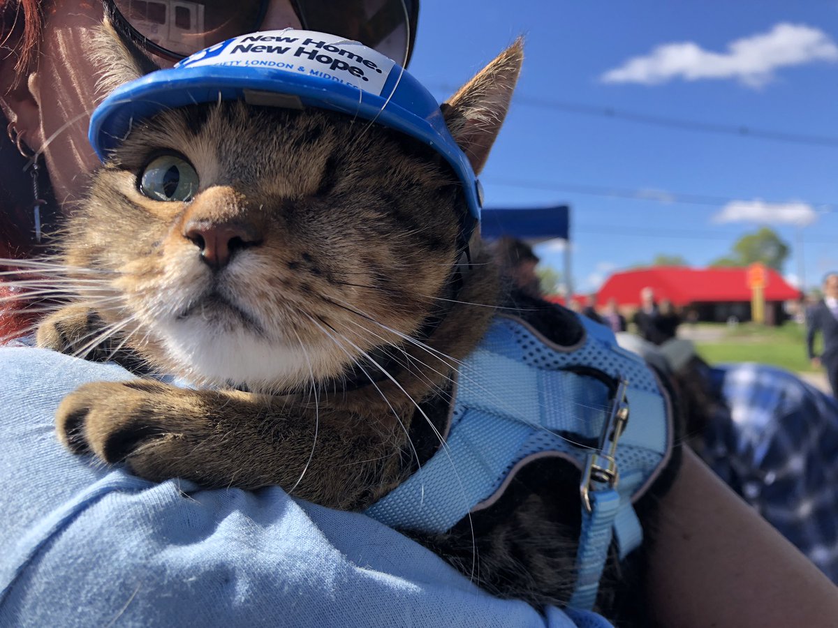 sleebogdan's tweet photo. Felines and animal lovers alike are breaking ground on the site of the new Humane Society of London &amp; Middlesex today. The new site at 1414 Dundas St. will be able to provide shelter to 400 animals @AM980News #LdnOnt #HSLM https://t.co/SkbkLWusw2