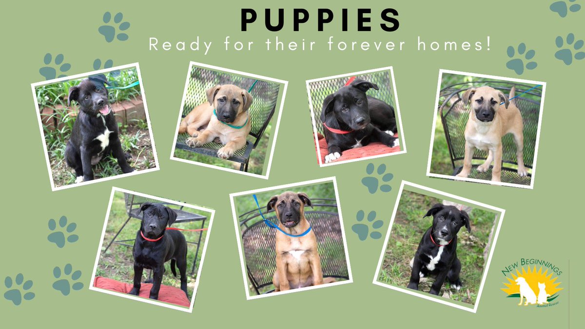 NewBeginningsMS's tweet photo. Check out New Beginnings Animal Rescue for your new best friend! https://t.co/UElSEfmNh6 #AdoptDontShop #adoptpuppies #adoptnbar https://t.co/wEXduAJRZ2