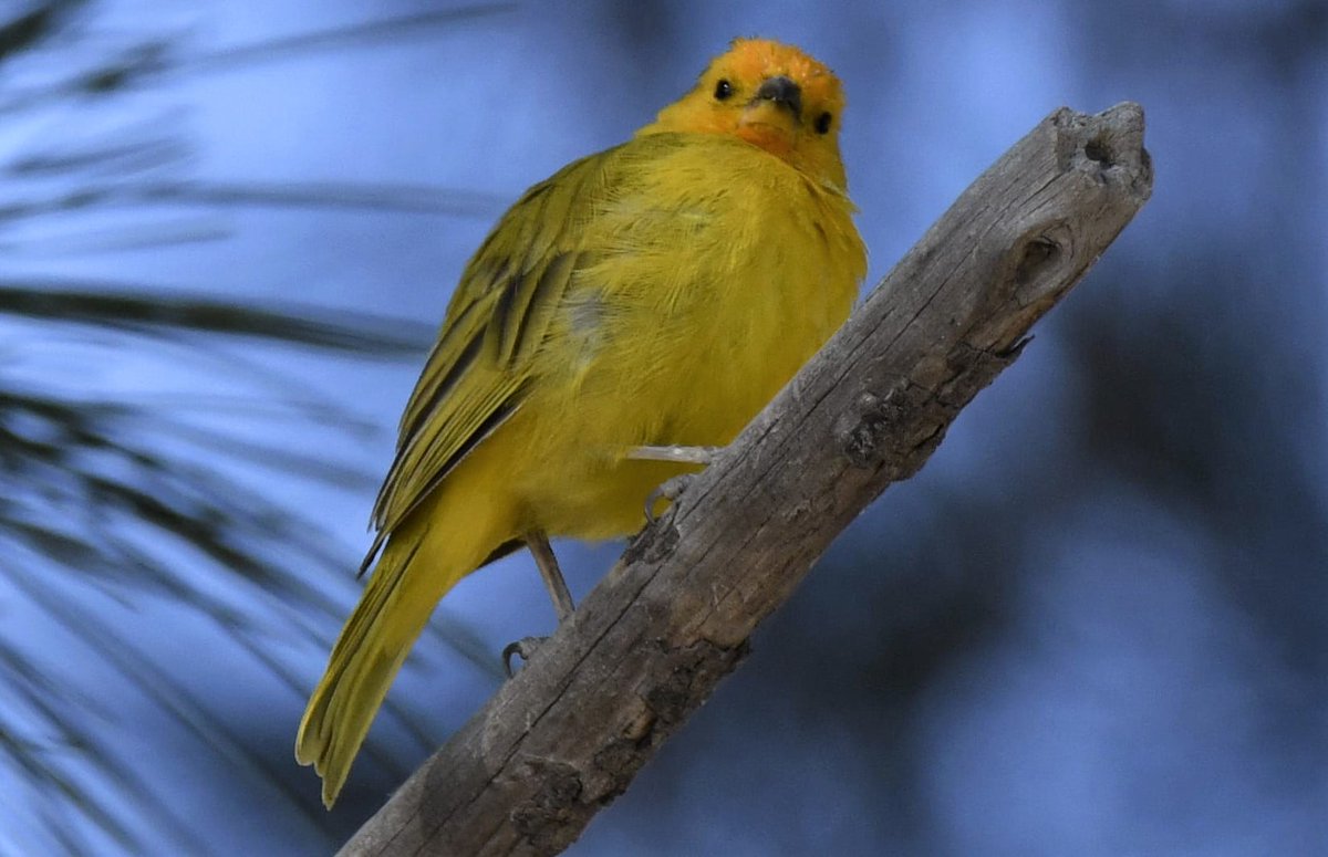 ArchaeopTourx's tweet photo. We're offering a birding tour on the Big Island of Hawaii this September. Come with us to explore the island and the Hakalau Forest NWR where some of the rare endemic birds to Hawaii are found.
https://t.co/m3Pr1IZdKV 
#hawaii #birdingtours #birdphotography #endangeredspecies https://t.co/4Y4SRg7nMx