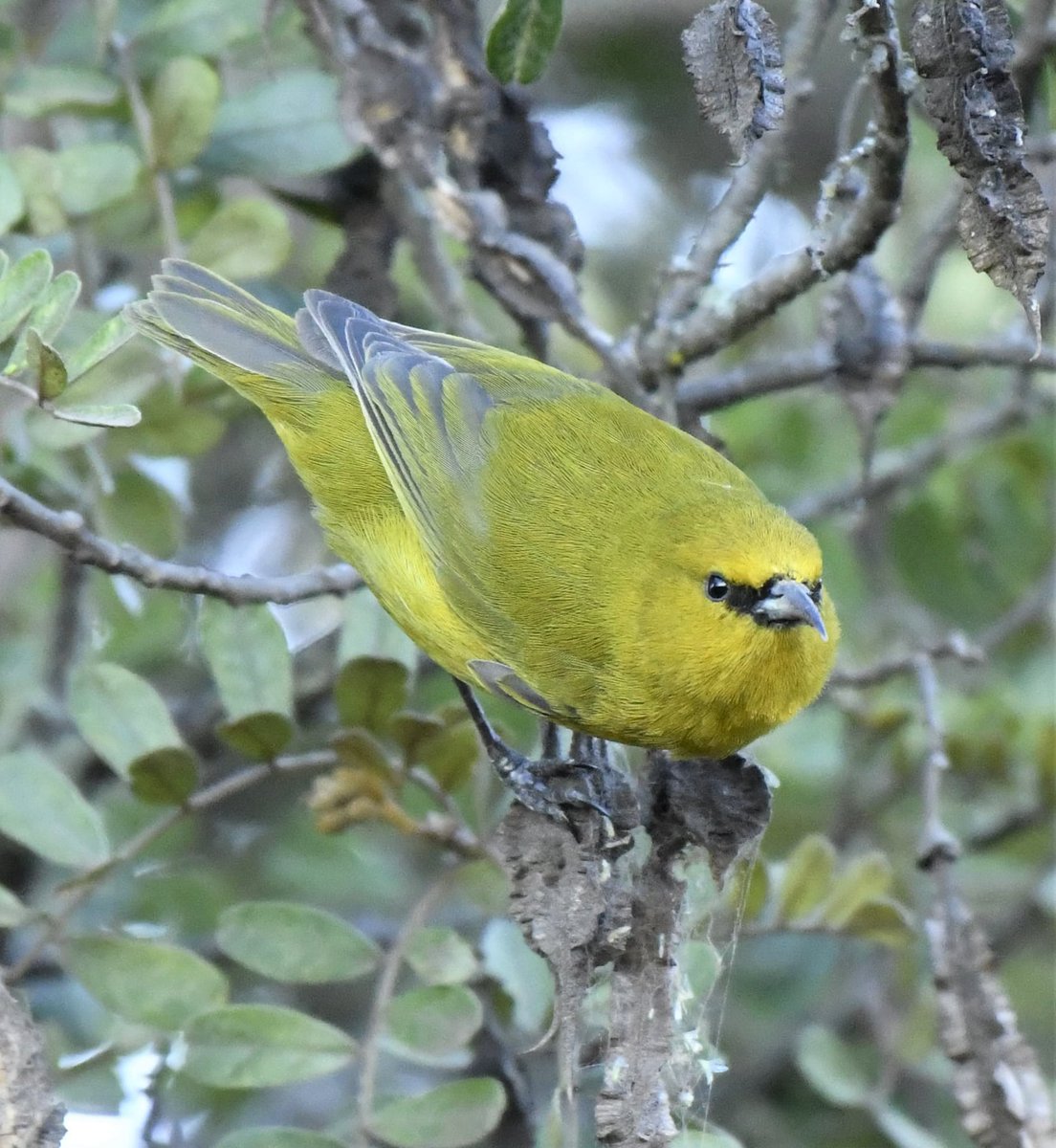 ArchaeopTourx's tweet photo. We're offering a birding tour on the Big Island of Hawaii this September. Come with us to explore the island and the Hakalau Forest NWR where some of the rare endemic birds to Hawaii are found.
https://t.co/m3Pr1IZdKV 
#hawaii #birdingtours #birdphotography #endangeredspecies https://t.co/4Y4SRg7nMx