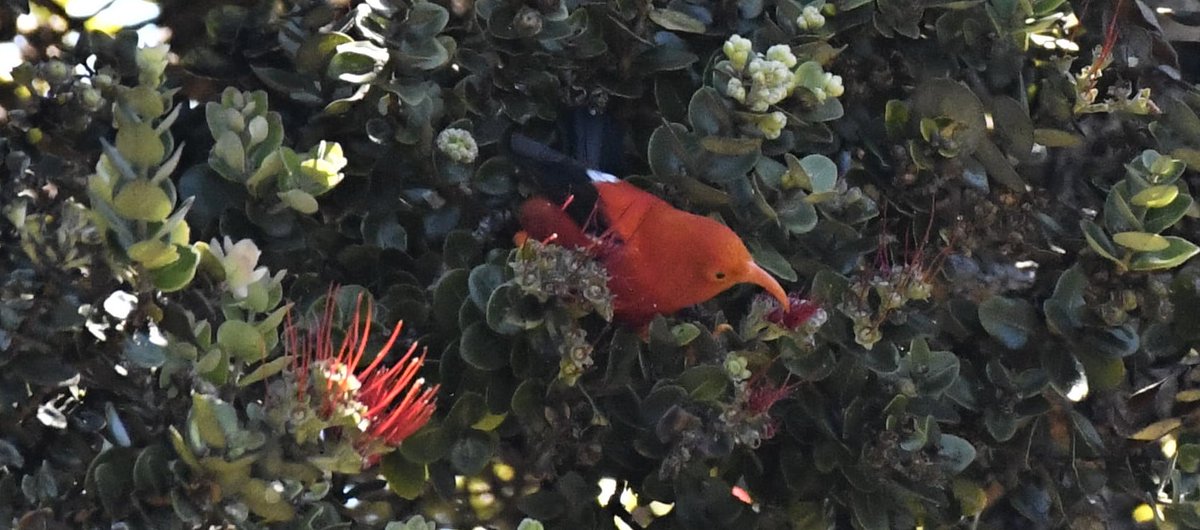 ArchaeopTourx's tweet photo. We're offering a birding tour on the Big Island of Hawaii this September. Come with us to explore the island and the Hakalau Forest NWR where some of the rare endemic birds to Hawaii are found.
https://t.co/m3Pr1IZdKV 
#hawaii #birdingtours #birdphotography #endangeredspecies https://t.co/4Y4SRg7nMx