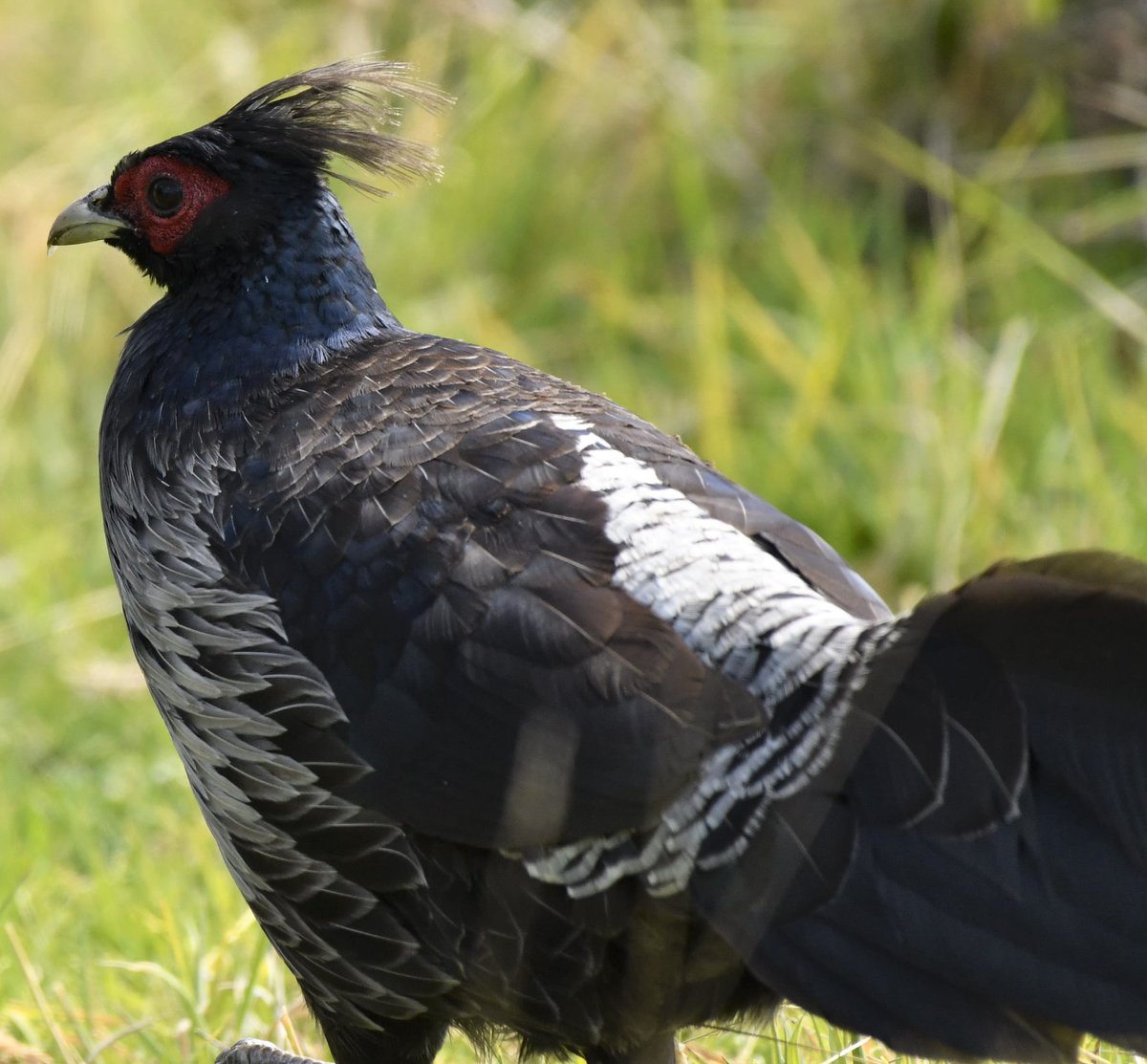 ArchaeopTourx's tweet photo. We're offering a birding tour on the Big Island of Hawaii this September. Come with us to explore the island and the Hakalau Forest NWR where some of the rare endemic birds to Hawaii are found.
https://t.co/m3Pr1IZdKV 
#hawaii #birdingtours #birdphotography #endangeredspecies https://t.co/4Y4SRg7nMx